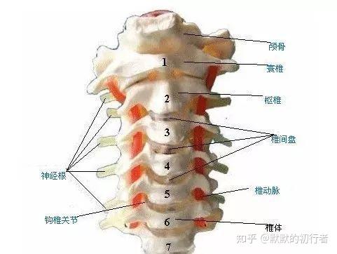 颈椎是脊柱最上面的7节.