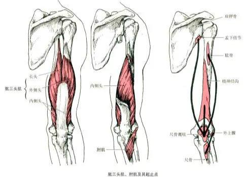 最全的肌肉起止点图解赶紧收藏备用