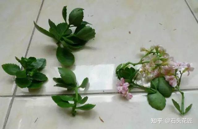 蟹爪兰,长寿花的"残花枝"别扔,简单1处理,3周生根,发芽