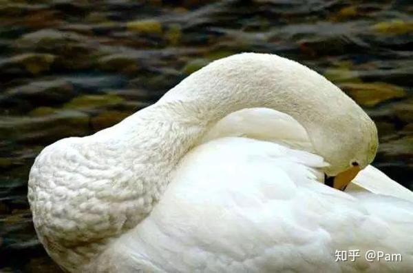 荐绘本 | make way for ducklings 让路给小鸭子