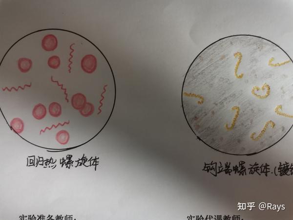 微生物绘图作业