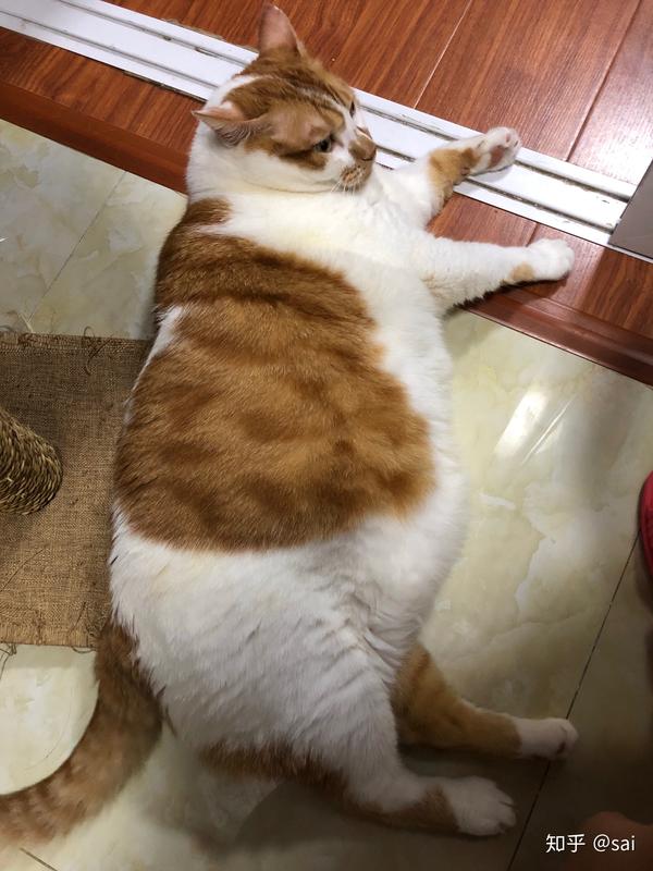 壁纸 动物 狗 狗狗 猫 猫咪 小猫 桌面 600_800 竖版 竖屏 手机