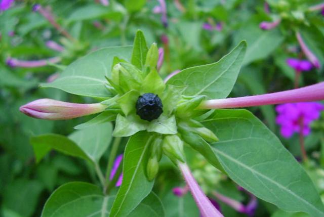 这3种花,名字带茉莉,其实不是茉莉花,农村人却很爱养!
