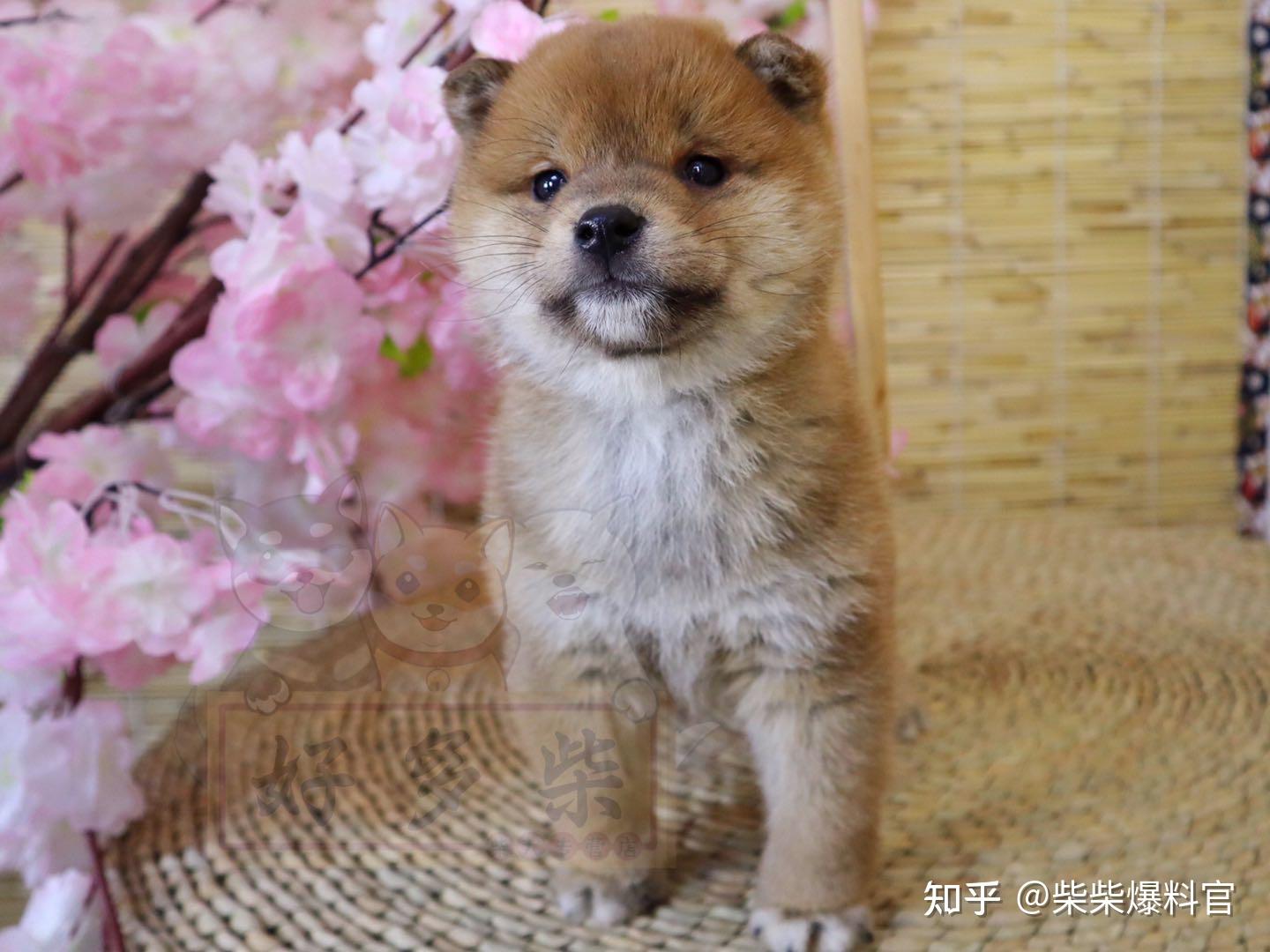 这是豆柴犬吗品相求鉴定已经5个月肩高和体长约是30cm45cm体重5公斤