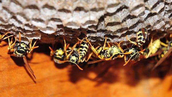 纸黄蜂(paper wasp,polistes spp.)