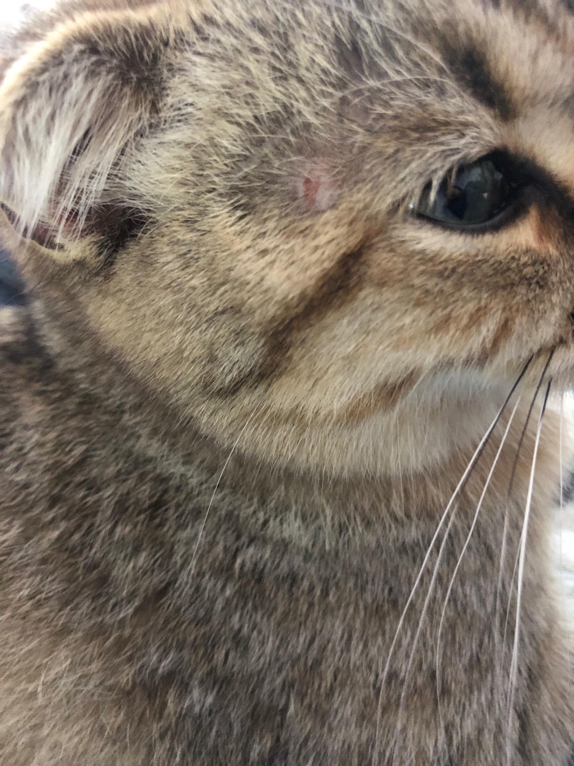 图解猫癣到底长什么样