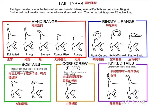 猫咪体型毛发和身体各部位种类汇总表