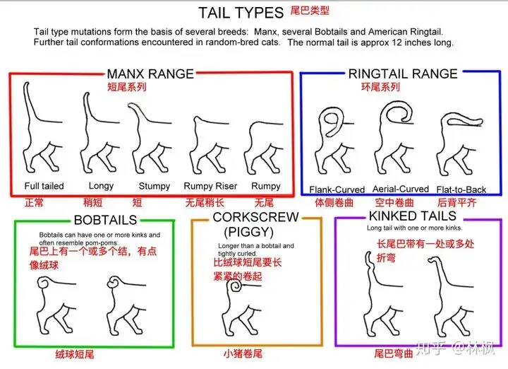 猫咪体型毛发和身体各部位种类汇总表