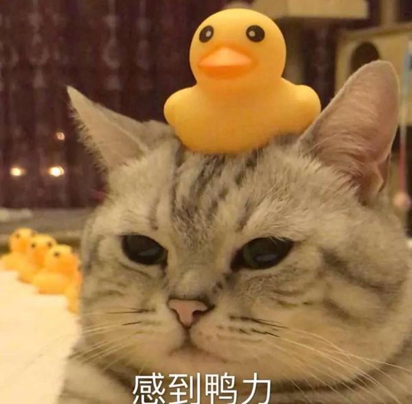 像我这种沙雕网友能答的题了 第一次在知乎回答问题居然是分享表情包