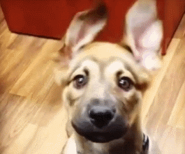 壁纸 动物 狗 狗狗 265_221 gif 动态图 动图