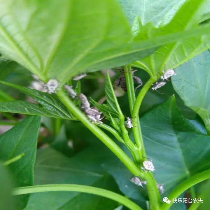 花花菜菜 