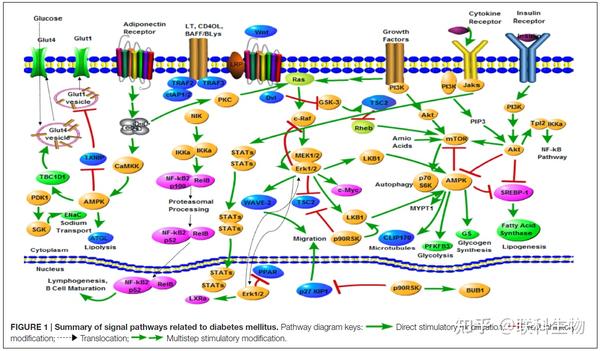 包括ampk信号通路,pi3k/akt信号通路,mtor信号通路,jak-stat信号通路