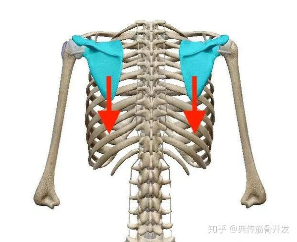 练拳为什么要沉肩坠肘-典传筋骨开发