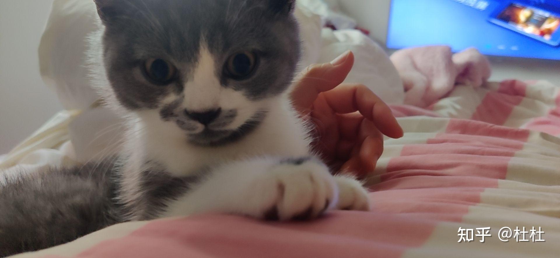 2个多月大的猫正常体重大概多少