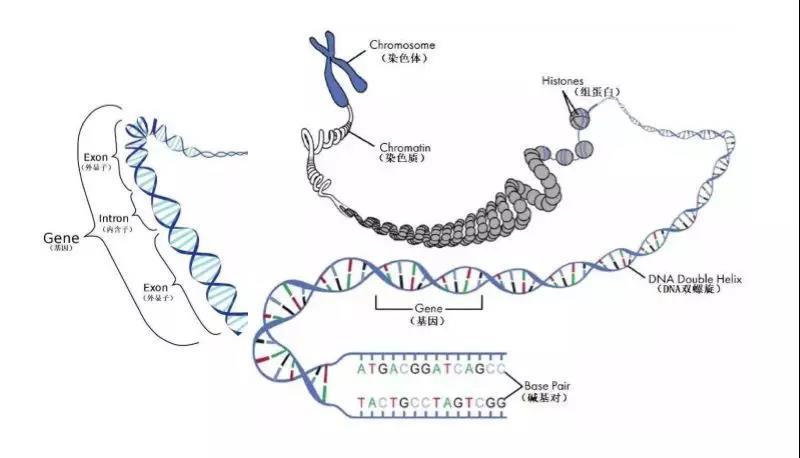 染色体外dna&染色体dna|我们能做些什么