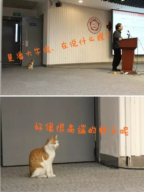 盘点那些高校里的校猫校狗们