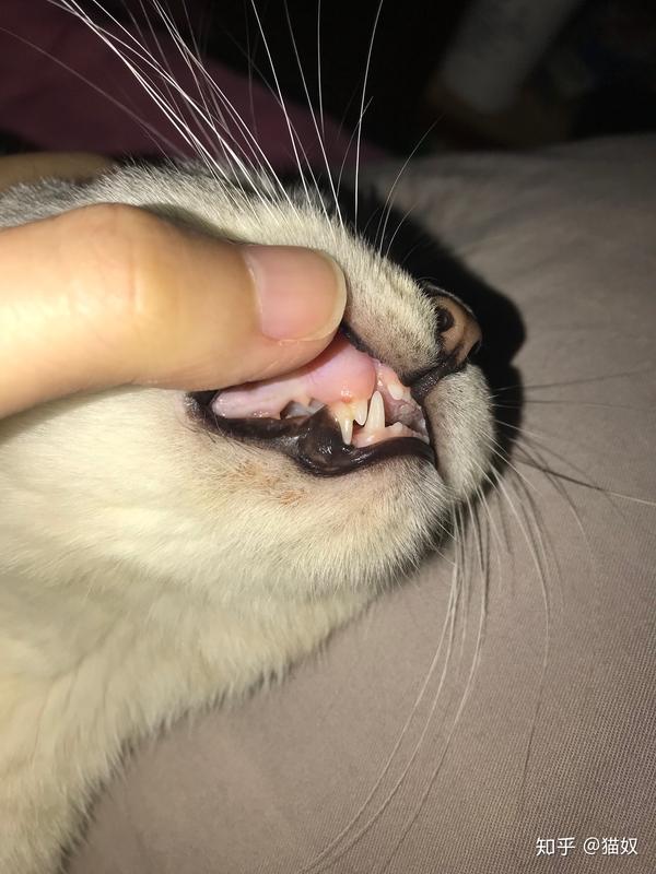 猫换牙期要注意什么?