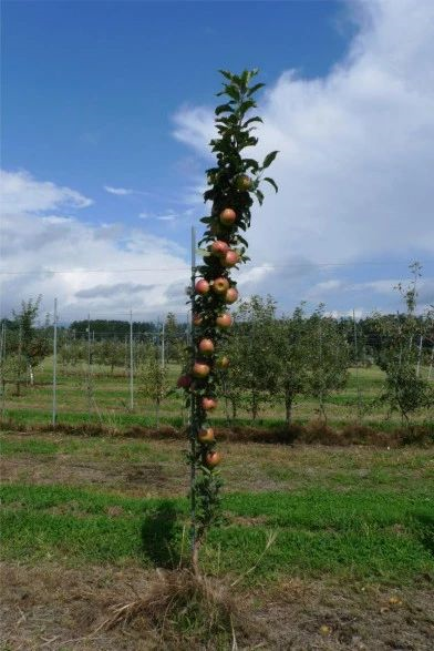 你见过长得像柱子一样的苹果树吗,柱状苹果树型的形成