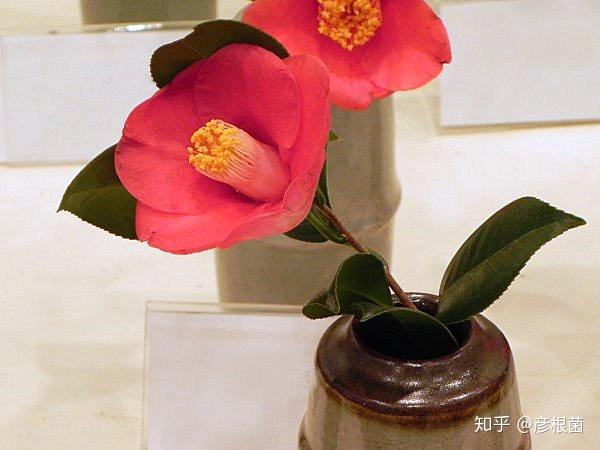 日本茶花100选-017 西王母