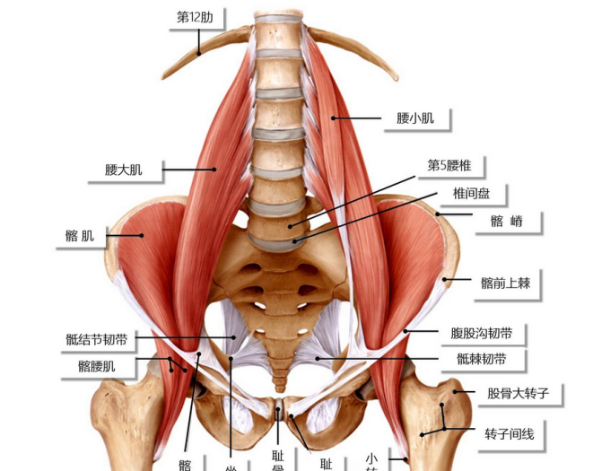 及周围肌肉的触诊,发现腰椎曲度相对较直,双侧竖脊肌腰方肌部位较紧