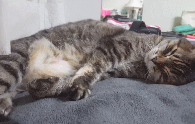 猫咪运动后像狗子一样吐舌头正常吗