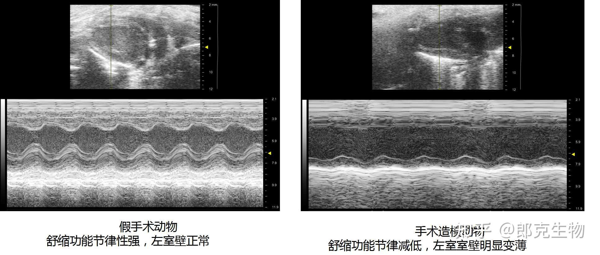 缺血性心衰模型慢性心衰 急性心衰 动物造模 知乎