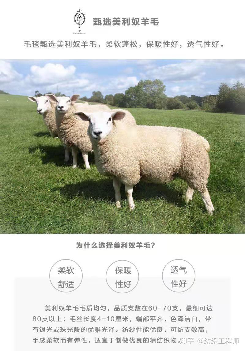 什么才是真正的美利奴羊毛