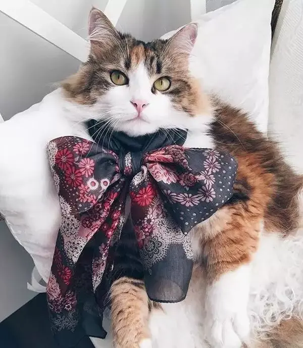 你收藏了哪些有关猫的好看的图片?