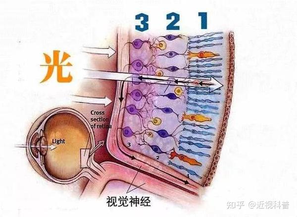 人的视觉盲点
