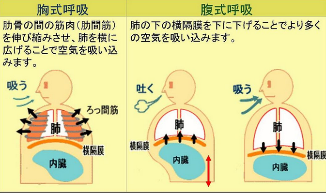 胸式呼吸腹式呼吸瓦氏呼吸法是什么