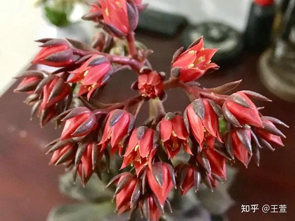 这是黑王子的花,花瓣是红色的,还挺好看的吧.
