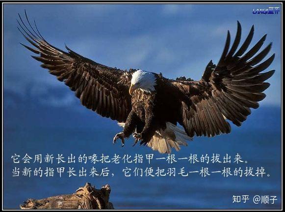 鹰的重生,激励了你什么?