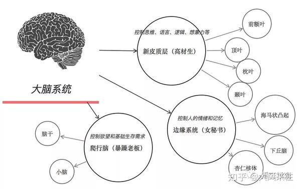 所以要破解人性谜底,必须从大脑和身体出发 大脑相当于人体司令部