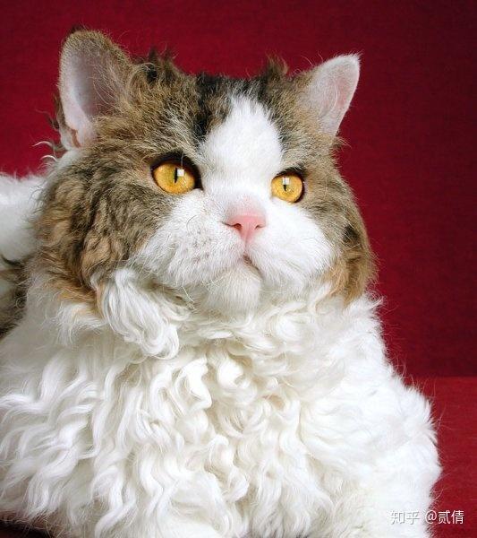 每天带你了解一种猫塞尔凯克卷毛猫