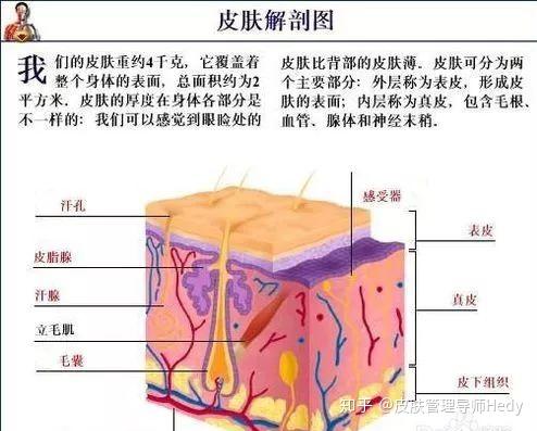 皮肤的基础知识-科学皮肤管理的基础