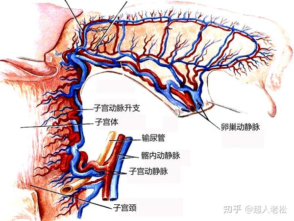 子宫体动脉在进入子宫肌层前横行至子宫肌层外1/3,分出弓形动脉走行