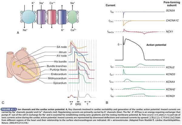 心脏的电生理概述ionicbasisofcardiacelectrophysiology