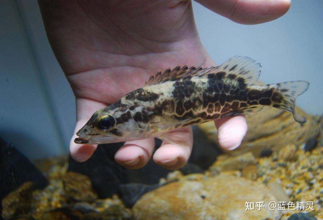 桃花流水鳜鱼肥