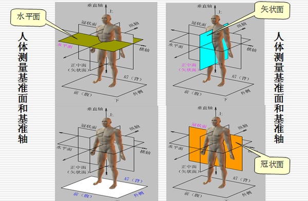 什么是解剖体位? 人体解剖学姿势是身体直