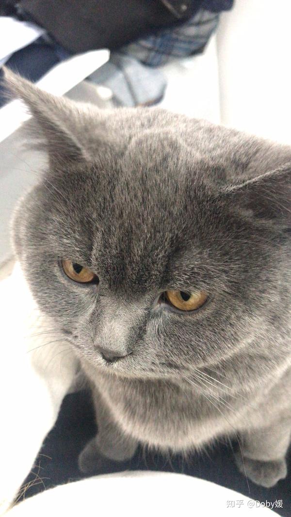 养一只英短蓝猫是什么体验?