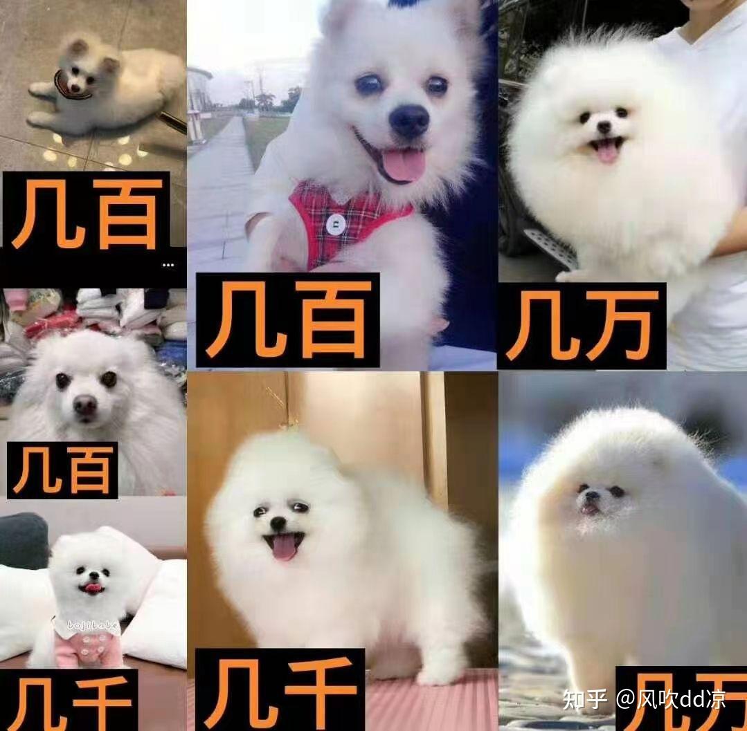 博美犬银狐犬博美银狐串