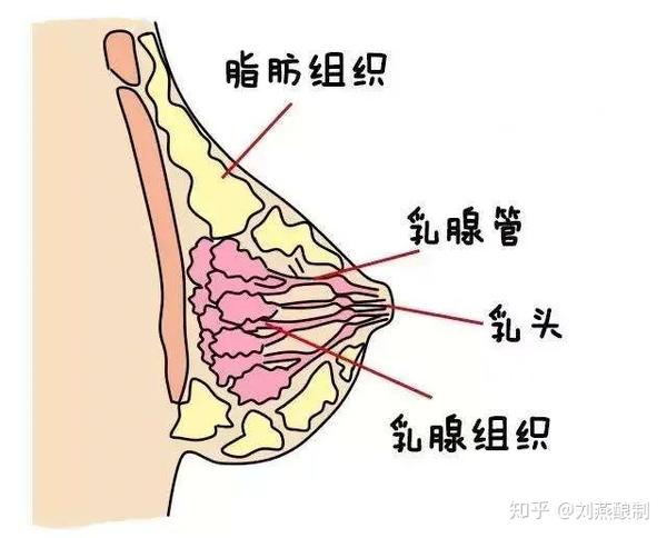 乳房是一个人体器官,由皮肤,纤维组织,脂肪组织,乳腺构成,男女皆有.