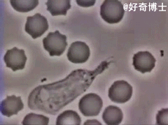 当人体受到细菌或病毒侵袭时,生理防御机制被激活,向细菌或病毒中