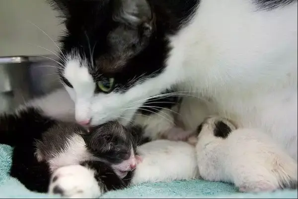 沾染人类气息的小奶猫会被猫妈妈无情杀死吗