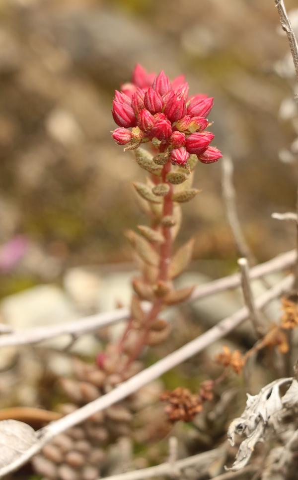 密叶石莲 sinocrassula densirosulata(康定)