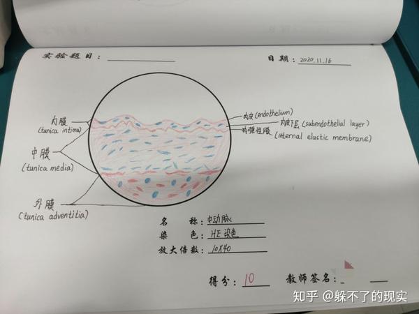 我的组胚红蓝铅笔绘图