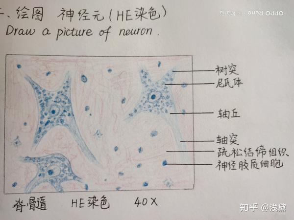 医学生组胚实验手绘图红蓝铅笔(已出成绩,满分~)