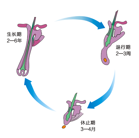 调节毛发周期的因素存在于毛囊本身之中.