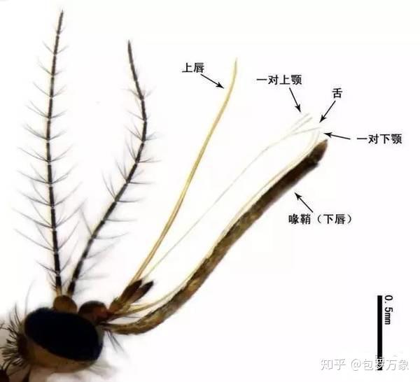 是与双翅目蚊科昆虫的针状口器相适应的,雌蚊子特化的口器结构完全