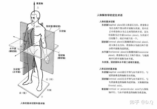 nsca cpt cscs 知识点 - 人体的解剖平面和基本轴(详细版)